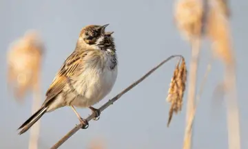 Vogels van de Engbertsdijksvenen de Pollen