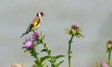 Overzomerende vogels in natuurgebied Waalenburg- De Marel