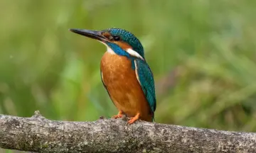 Vroeg uit de veren - Vogelwandeling voor beginners - landgoed Oldenaller