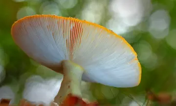 Een heerlijke herfstwandeling
