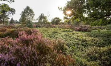 Wandelen over de Sallandse