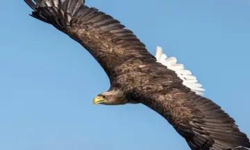 Oog in oog met de machtige zeearend