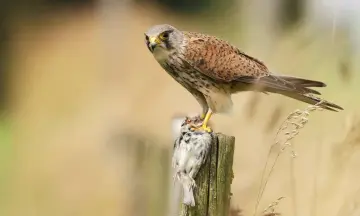 Vogels spotten in de zomer op landgoed Haarzuilens