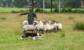 Demonstratie schapendrijven tijdens de Lentefair