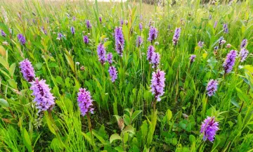 Ontdek de orchideeën op de Nieuwkoopse Plassen!