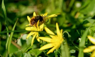 Wilde bijenexcursie Fort Ruigenhoek