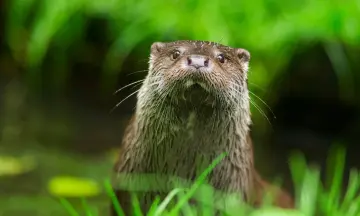 Varen door leefgebied van de otter
