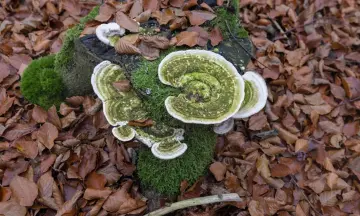 Paddenstoelensafari in de Schoorlse Duinen