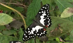 kleine postbode vlinder bij Vlinderparadijs Papiliorama