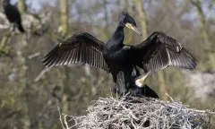 Aalscholvertocht Naardermeer