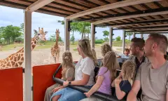 Safari giraffe WILDLANDS