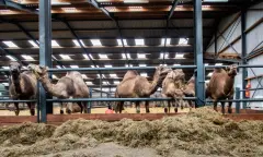 kamelen boerderij