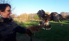 Vliegen