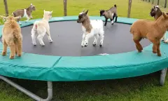 geiten op de trampoline