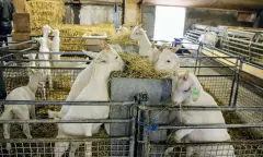 Knuffelen lemmetjes