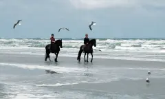 paarden langs het water
