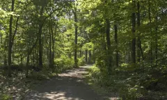 Bijzondere bomen die ons verrassen in de Oisterwijkse Bossen en Vennen
