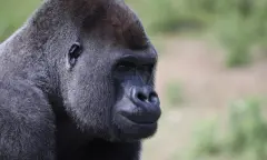 Gorilla van dichtbij