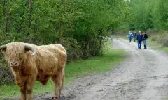 De kracht van Schotse hooglanders op Huis ter Heide (NB)