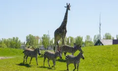 Giraffen en zebra's
