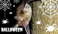 Halloween in Natuurhistorisch