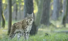 Ooit eens oog in oog gestaan met een lynx?