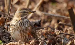 Beleef de vogeltrek, op zoek naar trekvogel in het Zwanenwater