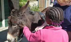 kinderen met ezel