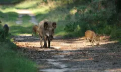 Vroege vogels in een wilde wereld