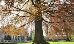 Ontdek de bijzondere bomen op buitenplaats Boekesteyn in ’s-Graveland