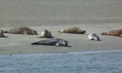 zeehonden