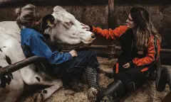 Vrouwen met koeien