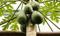 Tropische kas met papayaboom