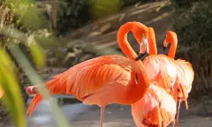 Zomer in Pantropica