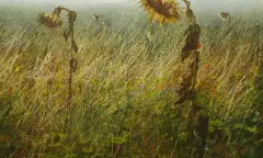 Erik Zwaga - Uitgebloeide zonnebloemen