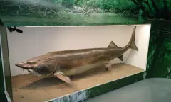 Biebosch MuseumEiland haai