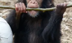 Baby chimpansee aan het spelen