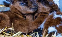 Geiten op de Kinderboerderij