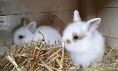 konijnen in het hok