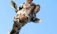 Giraffe in Dierentuin