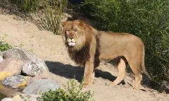 leeuw in dierenpark Emmen