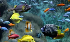 Vissen in het aquarium