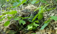 camouflage