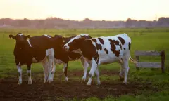 Koeien op een boerderij
