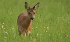 Speuren naar wild: op zoek naar reeën op landgoed Hackfort