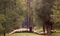 Schaapsherder met schapen