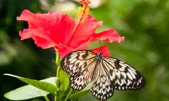 Vlinders in Pantropica