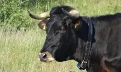 Duinsafari op Schiermonnikoog