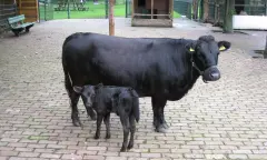 Koe en baby