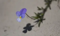Duinviooltje in het zand